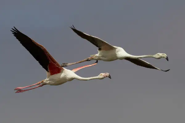 Walvis Bay